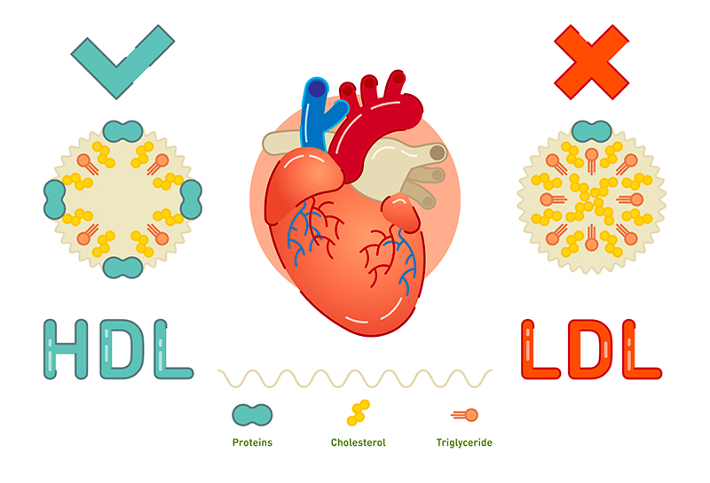 Lipoproteine LDL e HDL colesterolo